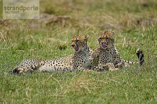 Gepard (acinonyx jubatus)  zwei Tiere ligen zusammen  Masai Mara National Reserve  Kenia  Afrika