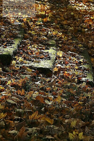 Mit Herbstblättern bedeckte Steintreppe  Deutschland  Europa