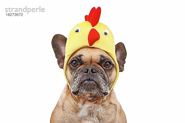 Lustige französische Bulldogge Hund trägt Ostern Kostüm Huhn Hut auf weißem Hintergrund