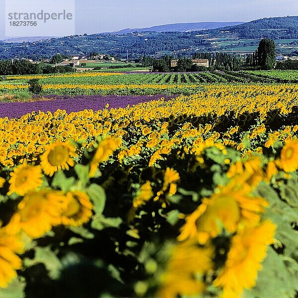 Lavendel- und Sonnenblumenfeld auf dem Palteau de Valensole  Alpes-de-Haute-Provence  Provence  Frankreich  Europa