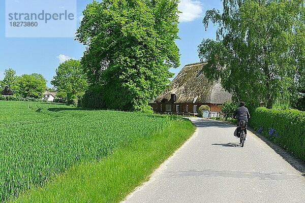 Frau fährt Fahrrad im Sommer durch Schleswig-Holstein  Deutschland  Europa