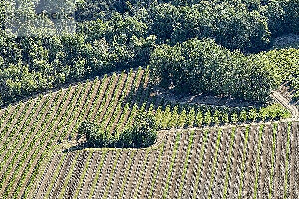 Blick auf Weingärten aus der Vogelperspektive  Emilia-Romagna  Italien  Europa