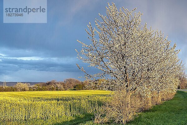 Ein gelb blühendes Rapsfeld und weiß blühende Bäume und Sträucher im Frühling bei dramatischer Lichtstimmung nach einem Gewitter  Rhein-Neckar-Kreis  Baden-Württemberg  Deutschland  Europa