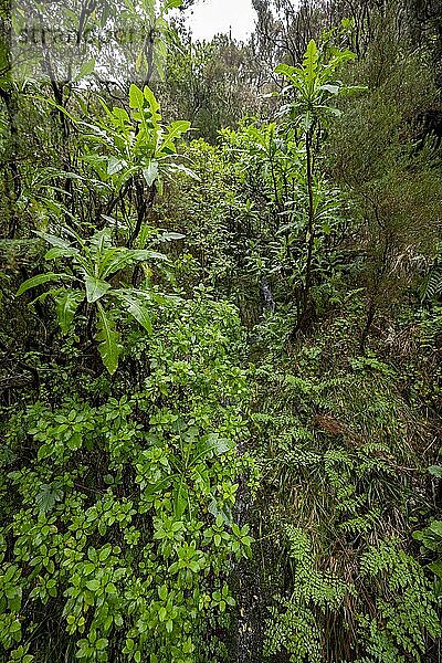 Dichter Wald mit Riesen-Saatdistel (Sonchus fruticosus) am Wanderweg Vereda Francisco Achadinha  Rabacal  Madeira  Portugal  Europa