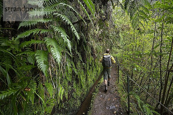 Wanderer an einem schmalen Wanderweg entlang einer Levada  in dichtem Wald mit Farn  Levada do Caldeirão Verde  Parque Florestal das Queimadas  Madeira  Portugal  Europa