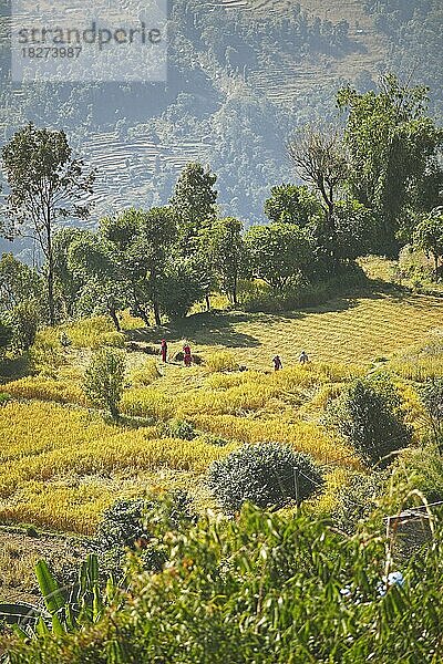 Felder um Sarangkot  Provinz Gandaki  Distikt Kaski  Nepal  Asien