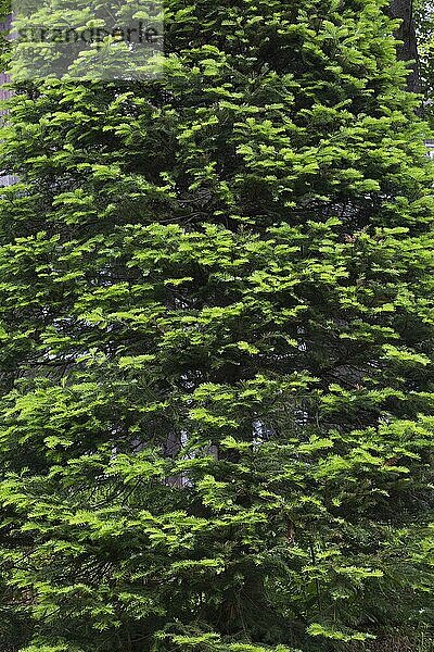 Balsam-Tanne (Abies balsamea) im Frühling  Quebec  Kanada  Nordamerika