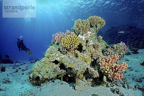 Großer Korallenblock mit Niedrige Geweihkoralle (Acropora humilis)  Himbeerkoralle Himbeer-Koralle (Pocillopora damicornis) und anderen Steinkorallen. Gegenlicht mit Sonnenstrahlen und Taucherin im Hintergrund. Korallenriff  Hausriff  Mangrove Bay Resort  El Quesir  Rotes Meer  Ägypten  Afrika