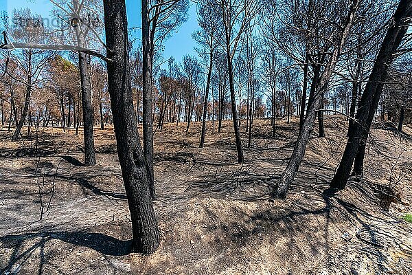 Vorsätzliches Feuer  Waldbrand  Klimawandel  Sommertrockenheit