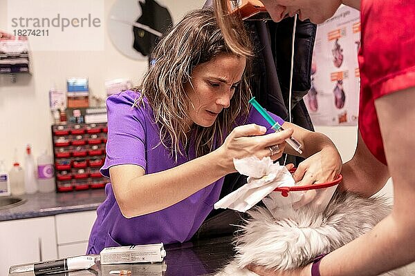 Tierklinik  zwei Tierärzte untersuchen das Augengeschwür der sibirischen Katze