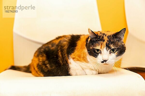 Tierklinik  eine schöne Katze sitzt auf einem Stuhl im Wartezimmer