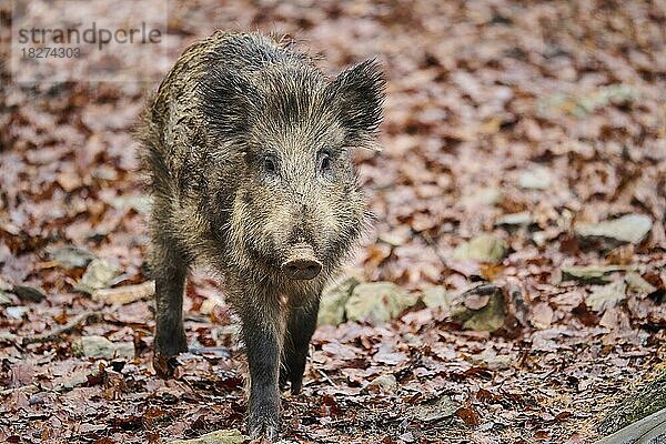 Junges Wildschwein (Sus scrofa) in einem Wald  Bayern  Deutschland  Europa