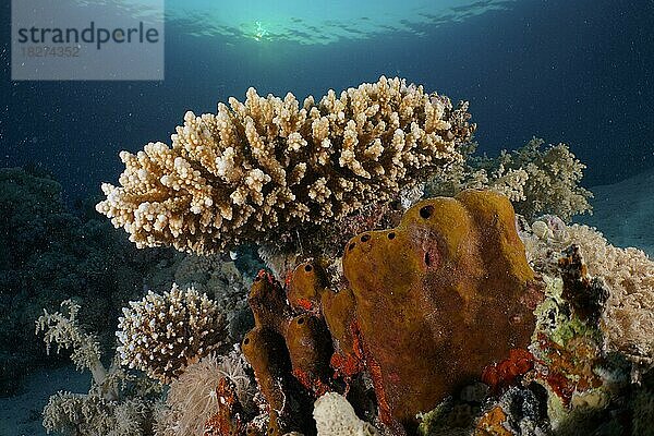 Niedrige Geweihkoralle (Acropora humilis) und Röhrenschwamm (Callyspongia) im Gegenlicht kurz vor Sonnenuntergang  Riff  Hausriff  Mangrove Bay Resort  El Quesir  Rotes Meer  Ägypten  Afrika