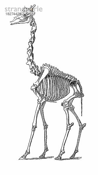 Skelatt der Giraffe (Giraffa camelopardalis rothschildi)  Historisch  digital restaurierte Reproduktion von einer Vorlage aus dem 18. Jahrhundert