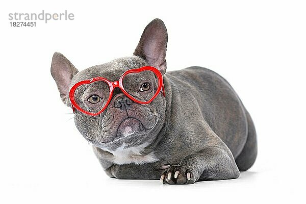 Französische Bulldogge mit roter herzförmiger Brille zum Valentinstag auf weißem Hintergrund