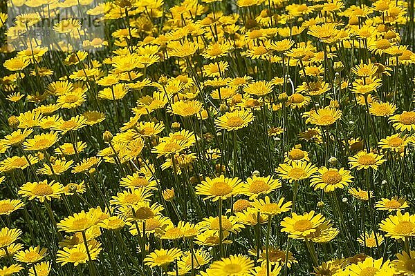 Gelbe Färberkamille (Anthemis tinctoria) im Sommer an der Grenze  Quebec  Kanada  Nordamerika