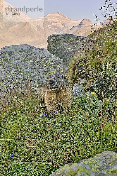 Alpenmurmeltier (Marmota marmota)  NP Hohe Tauern  Österreich  Europa