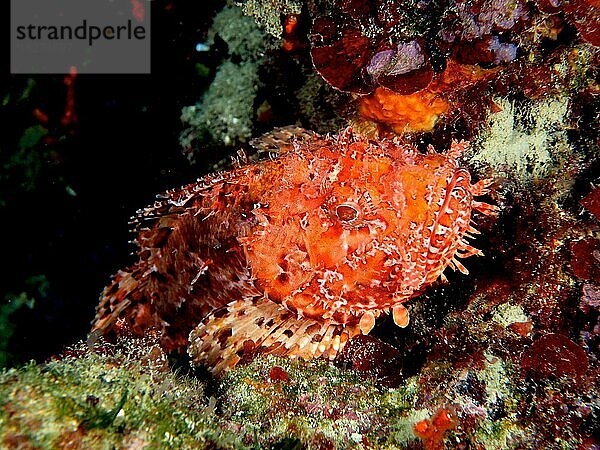 Großer Roter Drachenkopf (Scorpaena scrofa)  Meersau. Tauchplatz Los Cancajos  La Palma  Kanarische Inseln  Spanien  Atlantik  Europa