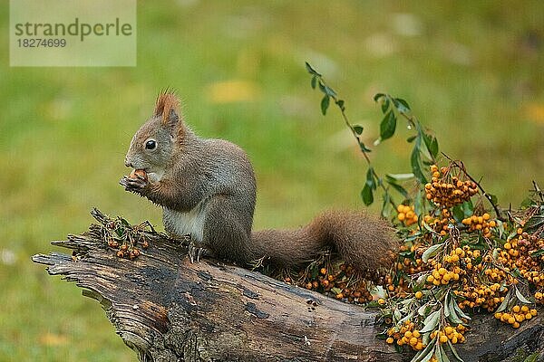 Eichhörnchen Nuss in Hände haltend auf Baumstumpf mit gelben Beeren sitzend links sehend