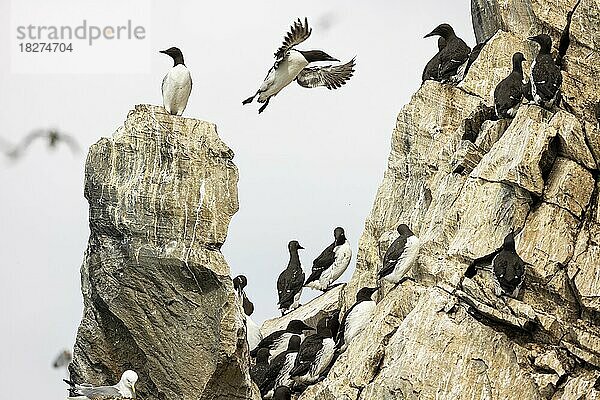 Trottellumme (Uria aalge)  Vögel in Kolonie auf Felsen  Insel Hornøya  Vardø  Varanger  Finnmark  Norwegen  Europa