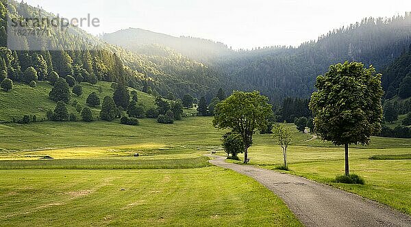 Landschaft mit Wiesen  Bäumen  Wald und einem Weg im Abendlicht bei Menzenschwand  Schwarzwald  Baden-Württemberg  Deutschland  Europa