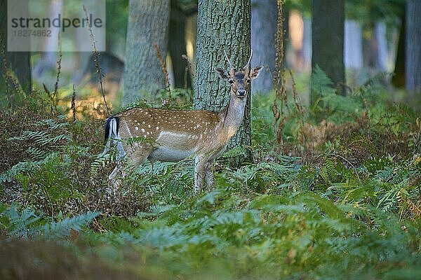 Europäischer Damhirsch (dama dama)  steht im Wald  Frühling  Hessen  Deutschland  Europa