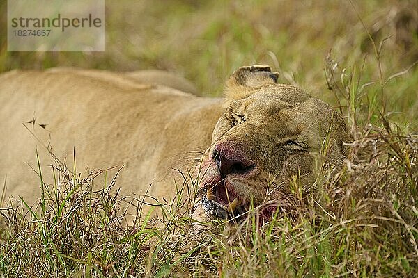 Afrikanischer Löwe (Panthera leo)  Weibchen ruht nach dem fressen  Masai Mara National Reserve  Kenia  Afrika