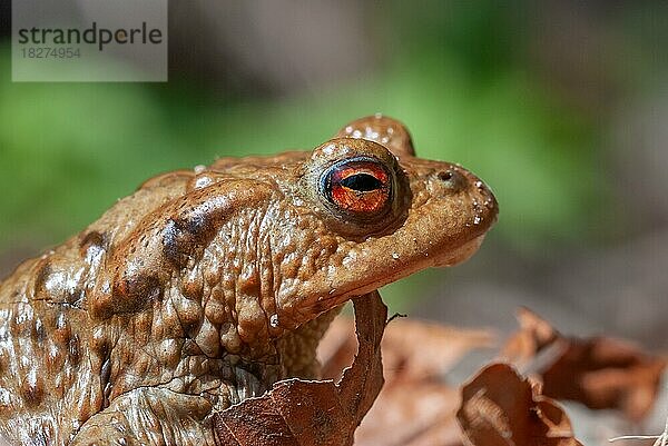 Porträt eines gewöhnlichen Toads (Bufo bufo) im Frühling. Vogesen  Elsass  Frankreich  Europa