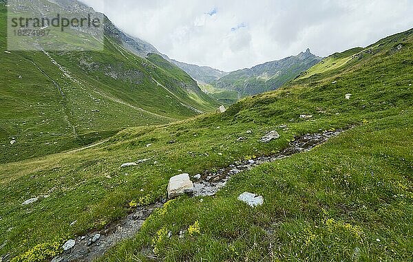 Alpenapollo (Parnassius sacerdos)  Lebensraum  NP Hohe Tauern  Österreich  Europa