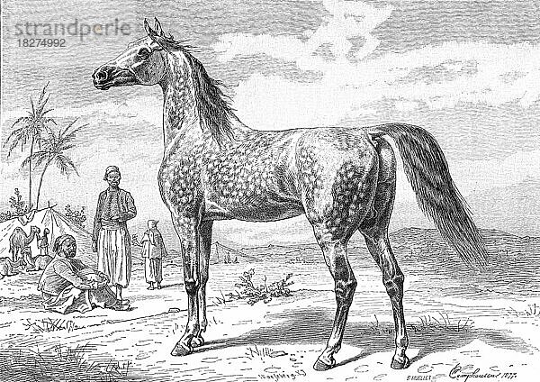 Araber Pferd  ein Überbegriff für Pferde  die dem Erscheinungsbild und der Herkunft nach arabischen Ursprungs sind  Vollblut  Pferderasse  Historisch  digital restaurierte Reproduktion von einer Vorlage aus dem 18. Jahrhundert