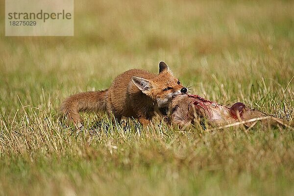 Rotfuchs (Vulpes vulpes) Jungfuchs frisst an ausgemähtem Rehkitz (Capreolus capreolus)  Allgäu  Bayern  Deutschland  Europa