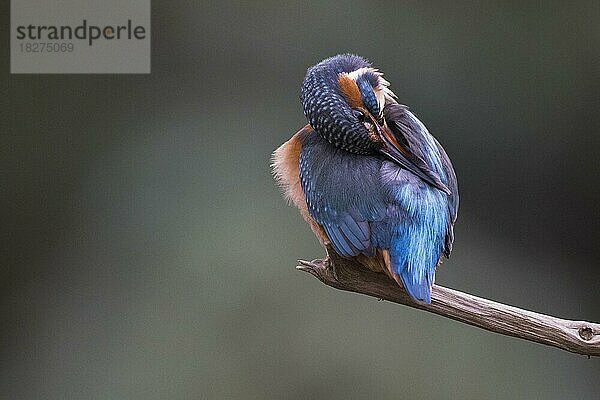 Eisvogel (Alcedo atthis) putzt sich  Emsland  Niedersachsen  Deutschland  Europa