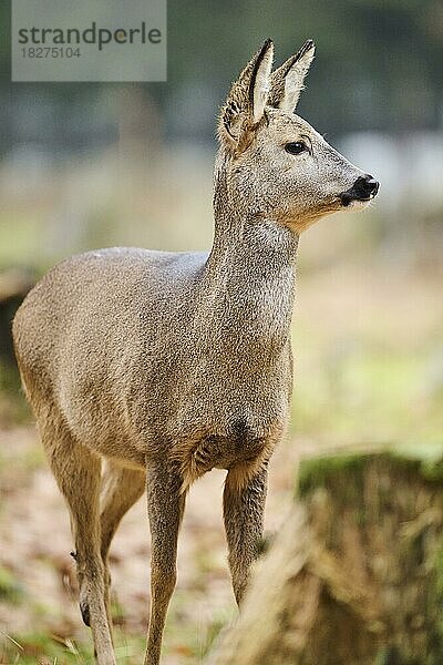 Reh (Capreolus capreolus) in einem Wald  Bayern  Deutschland  Europa