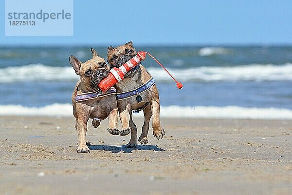 Zwei französische Bulldoggen im Urlaub  die mit einem maritimen Hundespielzeug in Form eines Leuchtturms am Strand der Insel Texel apportieren