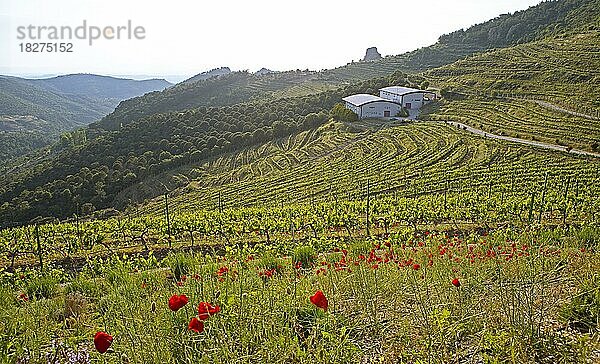 Ma'adra Vineyards  Koba?lar  Ayvalik  Provinz Bal?kesir  Türkei  Asien