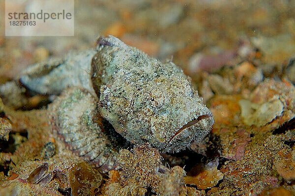Portrait von Buckelkopf-Drachenkopf (Scorpaneopsis diabolus)  ein giftiger Fisch  auf dem Deck der Thistlegorm. Tauchplatz Wrack der Thistlegorm  Sinai  Ägypten  Rotes Meer  Afrika