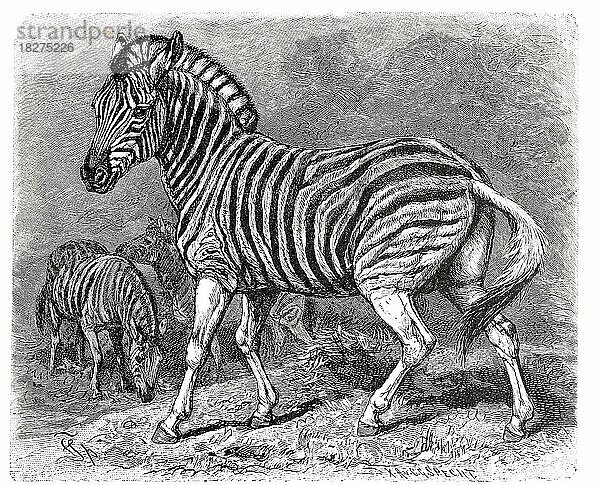 Dauw  Burchell's zebra (Equus burchellii)  Equus quagga burchellii  is a southern subspecies of the plains zebra. It is named after the British explorer and naturalist William John Burchell. Common names include bontequagga  Damaraland zebra  and Zululand zebra  Historisch  digital restaurierte Reproduktion von einer Vorlage aus dem 18. Jahrhundert