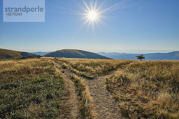 Berglandschaft  Fußweg  Weggabelung  morgen  Sonne  Sommer  Hohneck  La Bresse  Vogesen  Elsass-Lothringen  Frankreich  Europa