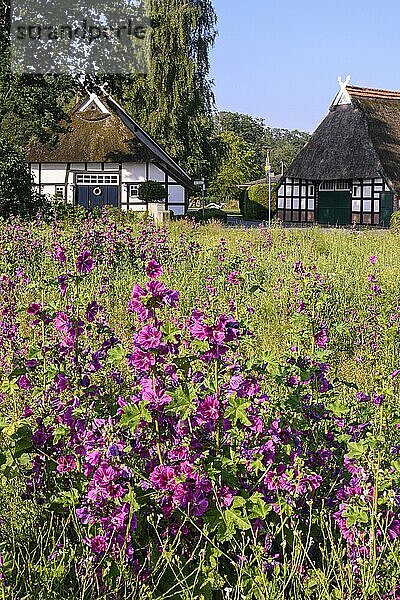 Fachwerkhäuser mit blühenden Gärten im Sommer in Hüde am Dümmer See  Hüde  Niedersachsen  Deutschland  Europa
