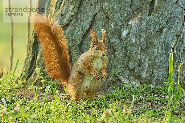 Europäisches Eichhörnchen (Sciurus vulgaris)  steht in Wiese im Park  Frühling  Deutschland  Europa