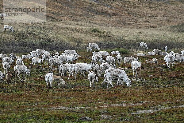 Rentier (Rangifer tarandus) Herde in der Tundra  Lappland  Nordnorwegen  Norwegen  Skandinavien  Europa