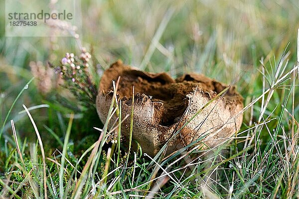 Hasen-Stäubling (Lycoperdon utriforme)  Reifer aufgerissener Fruchtkörper gefüllt mit braunem Sporenpulver.  Naturschutzgebiet Brachter Wald  Nordrhein-Westfalen  Deutschland  Europa