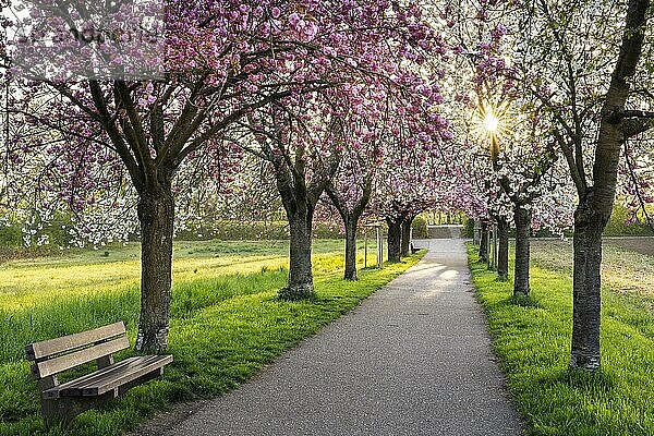 Eine schöne Allee mit blühenden rosa und weißen Kirschbäumen im Frühling in der Morgensonne mit einem Sonnenstern  eine Bank auf der linken Seite  Rhein-Neckar-Region  Baden-Württemberg  Deutschland  Europa