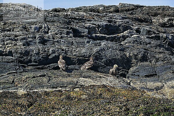 Seeadler (Haliaeetus albicilla) mit Jungvögeln auf einem Felsen im Naturschutzgebiet  Vogelinsel Bleiksøya  Bleik  Andøya  Vesterålen  Nordnorwegen  Norwegen  Europa