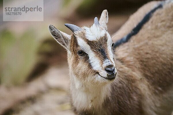 Westafrikanische Zwergziege (Capra hircus) auf einem Bauernhof  Bayern  Deutschland  Europa