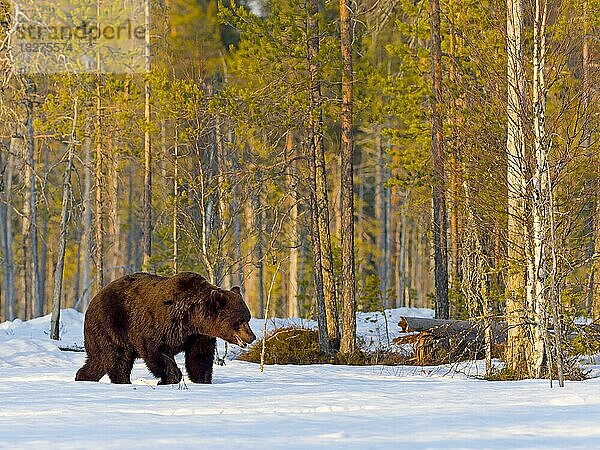 Europäischer Braunbär (Ursus arctos) adult  im Schnee  Waldrand  Nordostfinnland  Region Kuhmo  Finnland  Europa