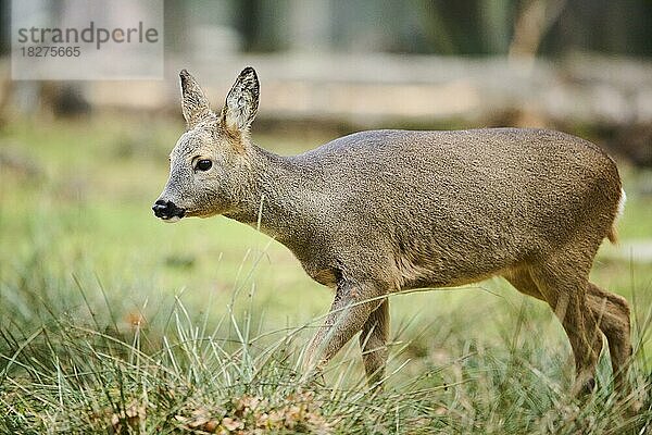 Reh (Capreolus capreolus) in einem Wald  Bayern  Deutschland  Europa