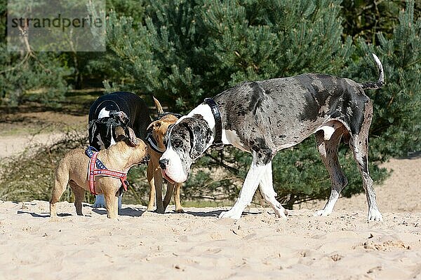 Mehrere Hunde wie eine merlefarbene Deutsche Dogge und eine kleine beigefarbene Französische Bulldogge treffen sich in einem Hundepark