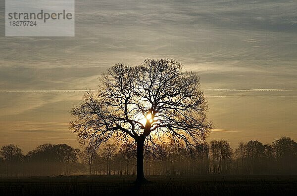 Landschaft  Baum  Eichen (Quercus)  Sonne  Himmel  Sonnenaufgang  ländlich  Winter  Stimmung  Deutschland  Durch die kahlen Äste eines Eichenbaums ist die aufgehende Sonne zu sehen. Am Himmel sind Schleierwolken und ein Kondensstreifen zu sehen  Europa