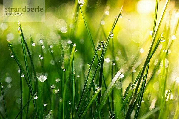Frisches grünes Gras mit Tautropfen Nahaufnahme  Sonne  Weichzeichner  Abstrakte Natur Hintergrund
